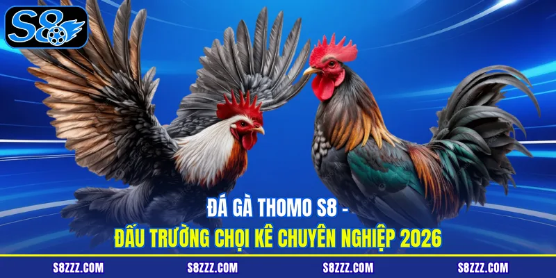 Đá gà Thomo